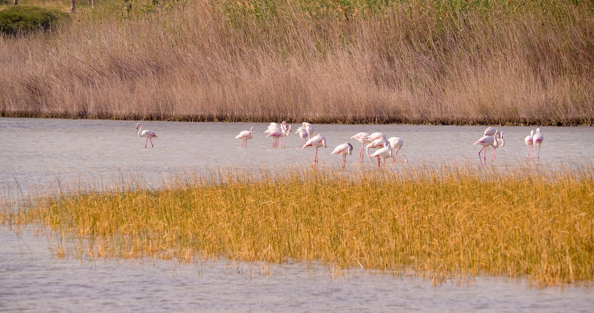 Greater Flamingo - Georgy Schnipper