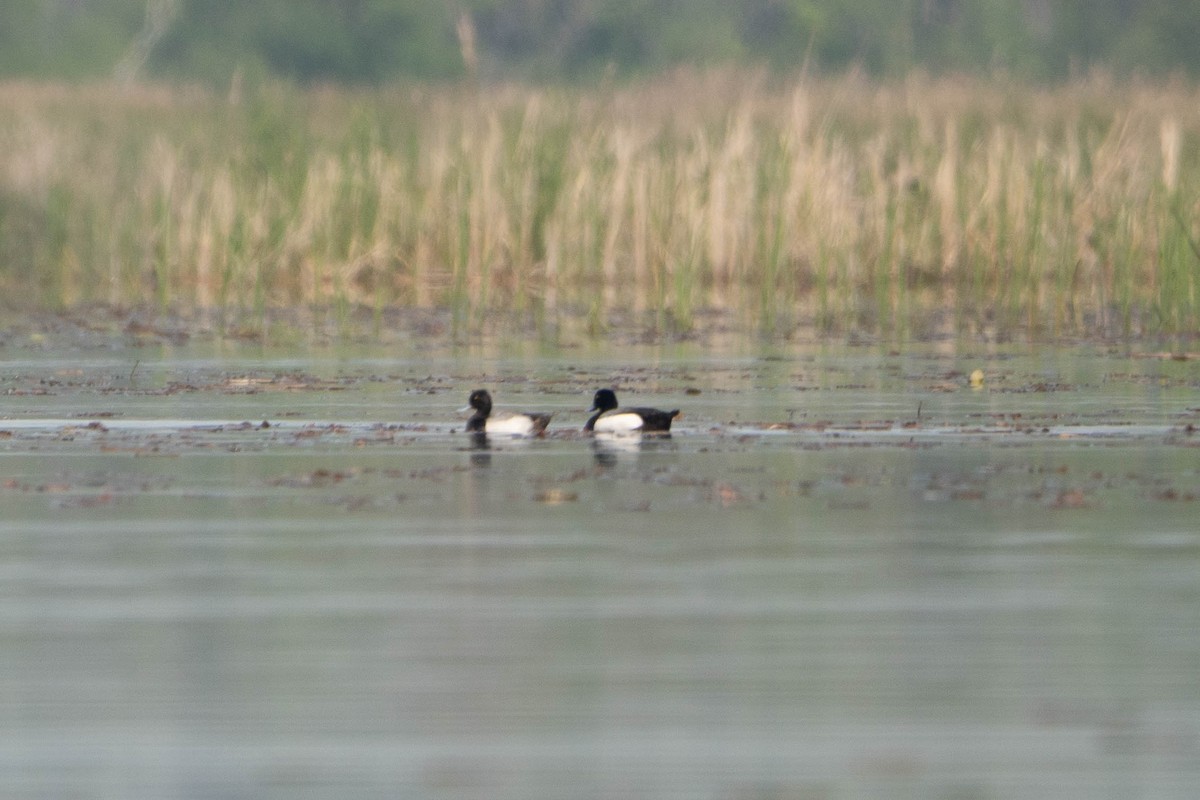 Greater Scaup - ML619389477