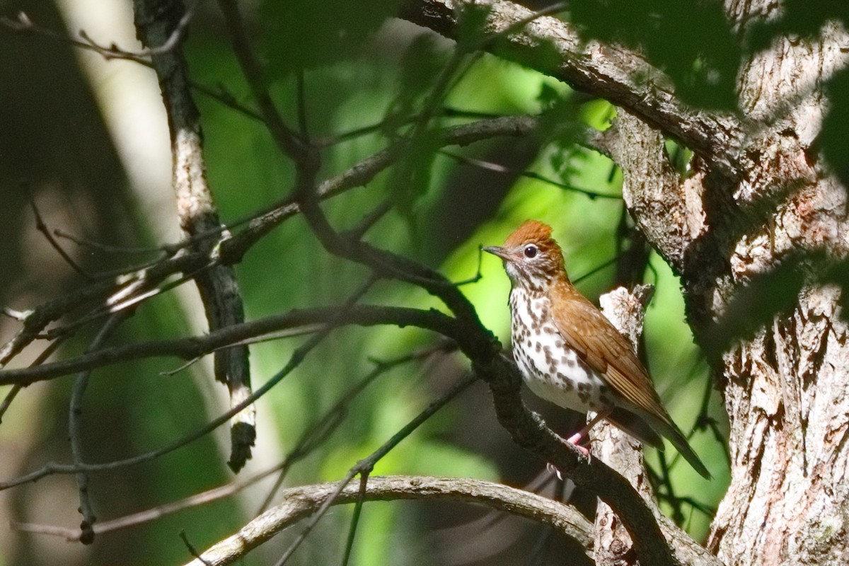 Wood Thrush - Shawn Miller