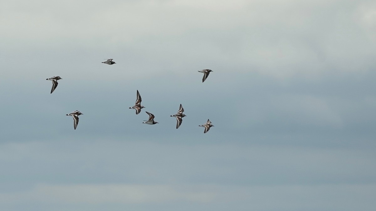 Ruddy Turnstone - Indira Thirkannad