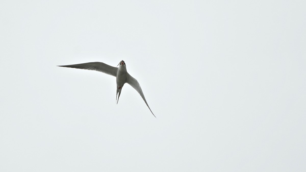 Forster's Tern - Indira Thirkannad