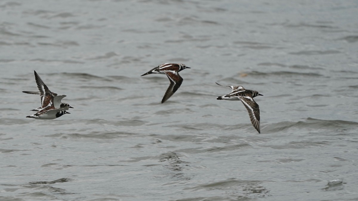 Ruddy Turnstone - Indira Thirkannad