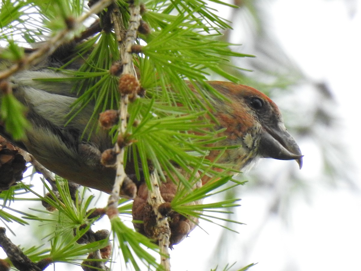 Red Crossbill - carol villeneuve