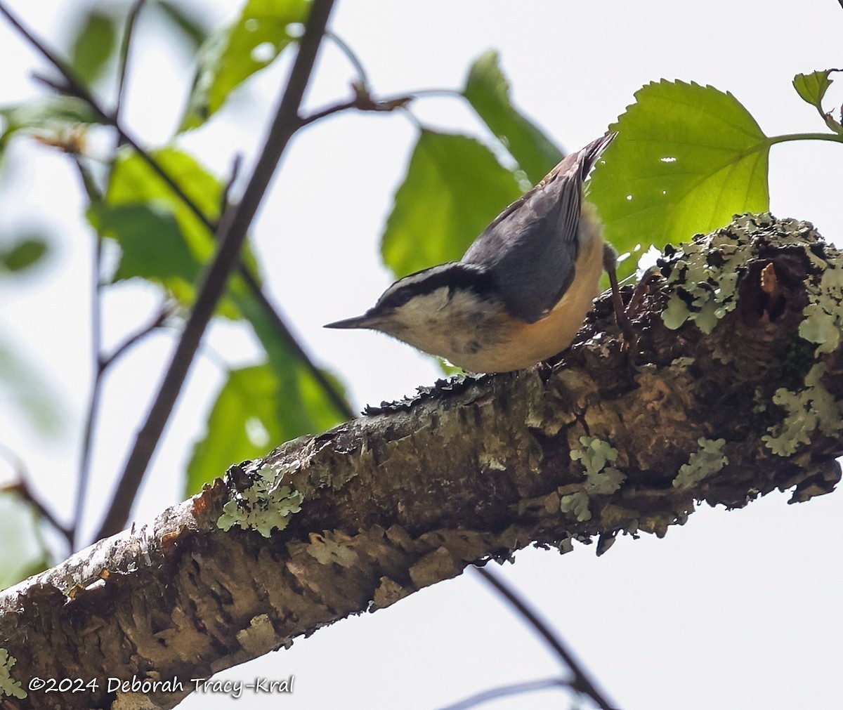 Red-breasted Nuthatch - Deborah Kral