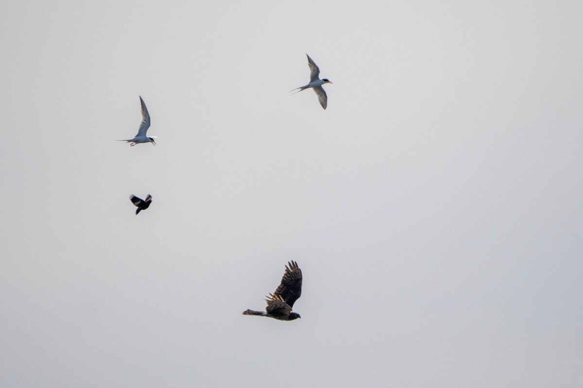 Northern Harrier - ML619389505