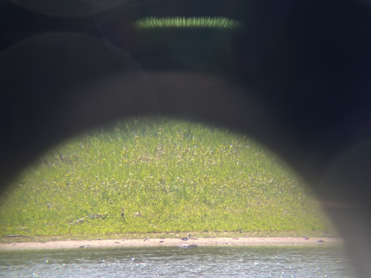 Black-necked Stilt - Shawn Miller