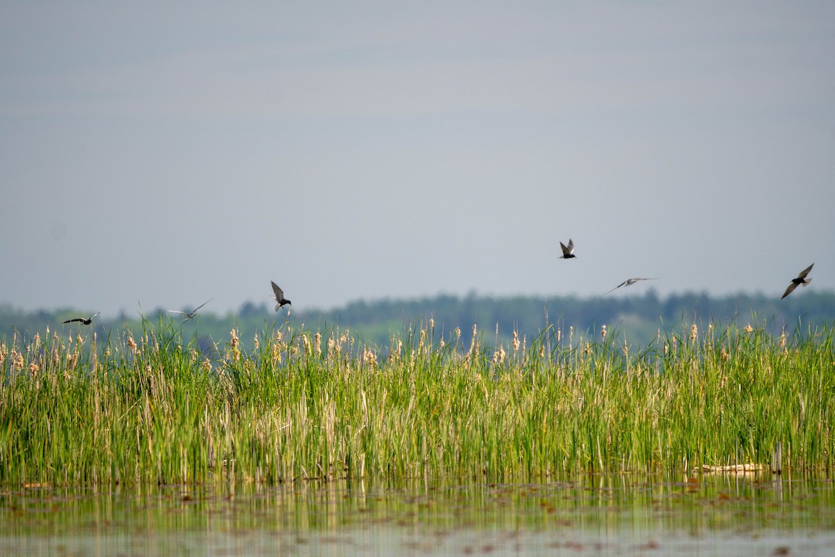 Black Tern - ML619389517