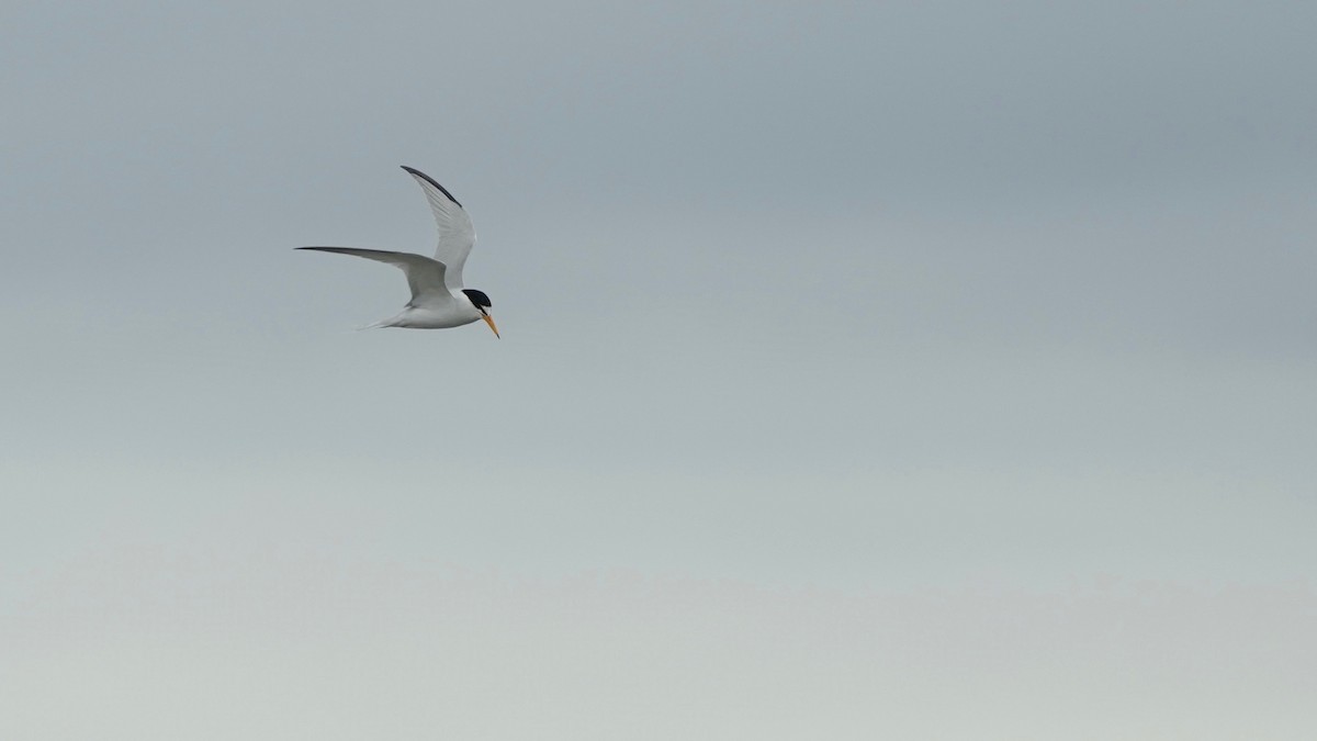 Least Tern - Indira Thirkannad