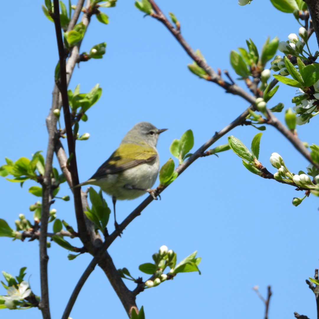 Tennessee Warbler - Manon Guglia