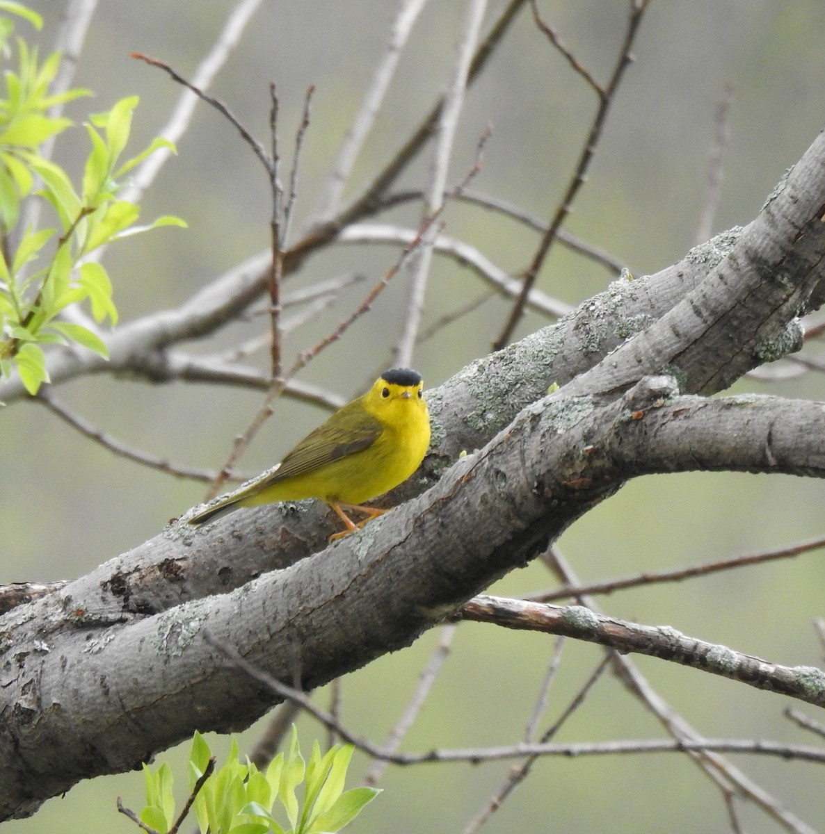 Wilson's Warbler - carol villeneuve