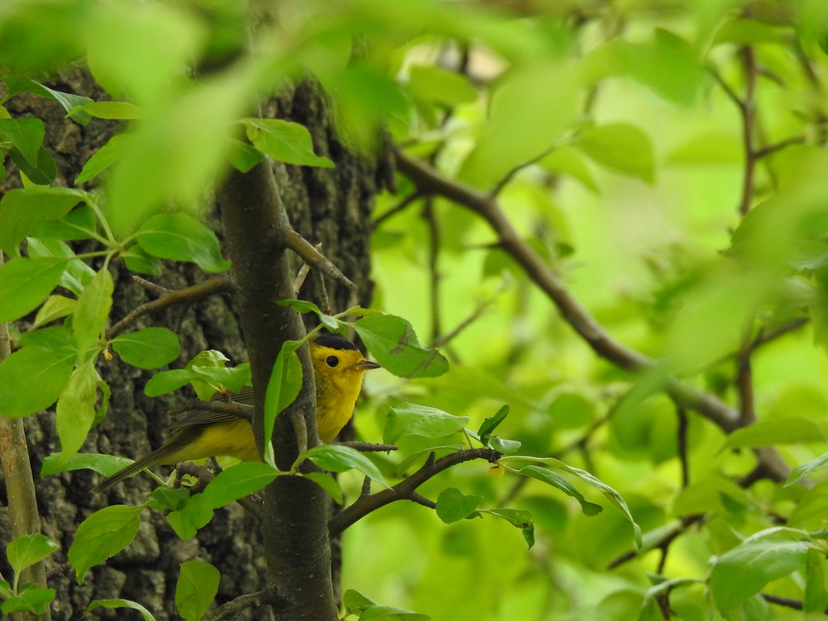 Wilson's Warbler - carol villeneuve