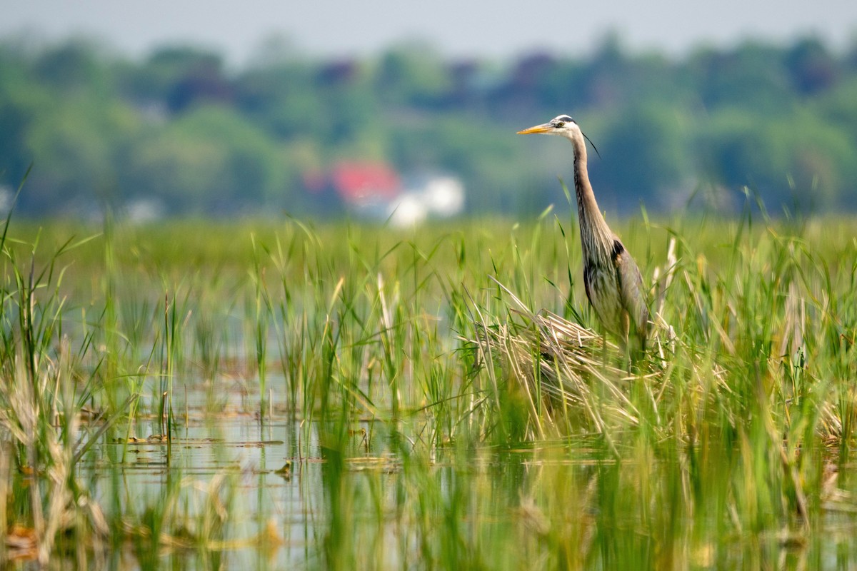 Great Blue Heron - Sleiman Shakkour