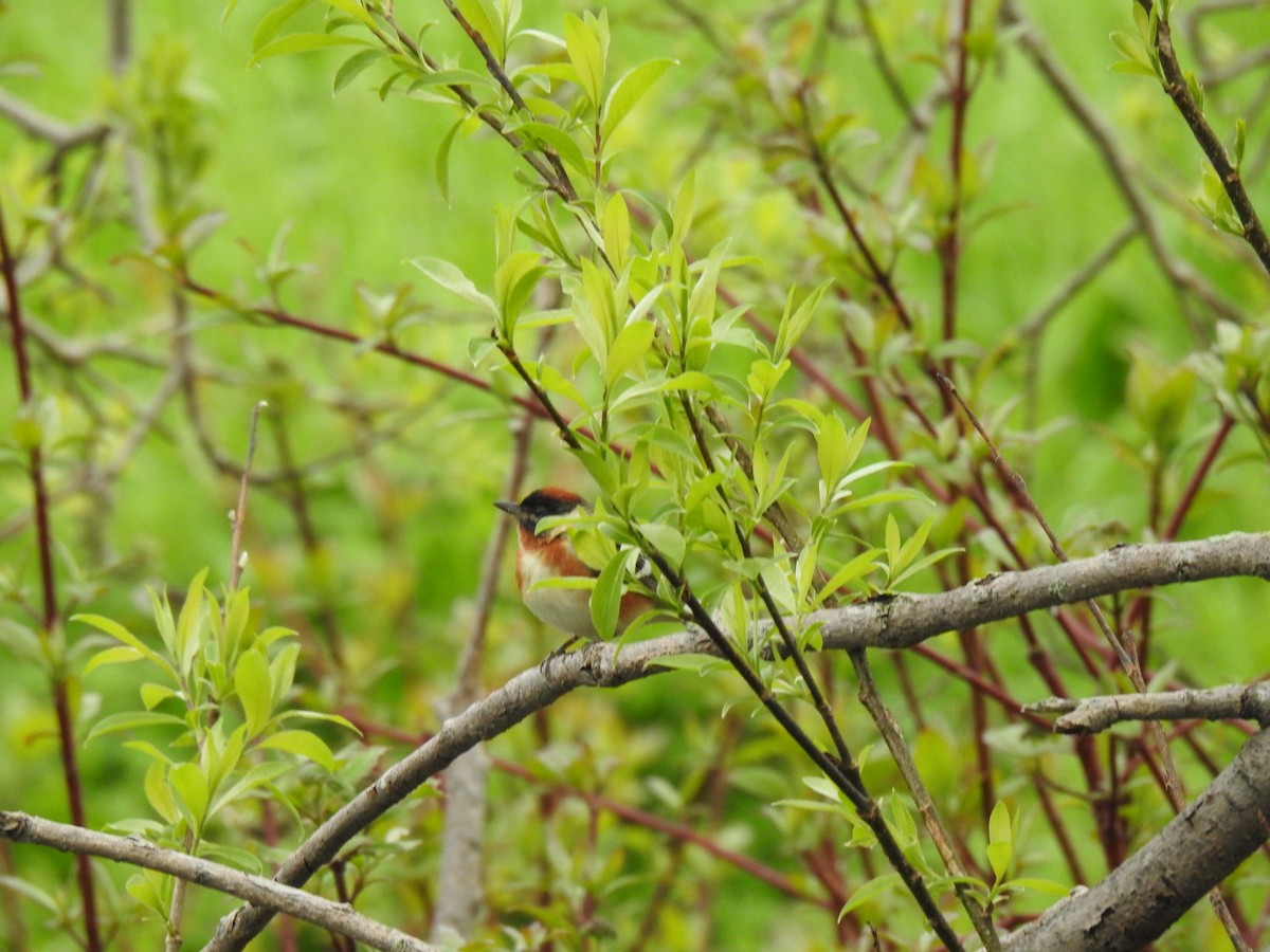 Bay-breasted Warbler - carol villeneuve