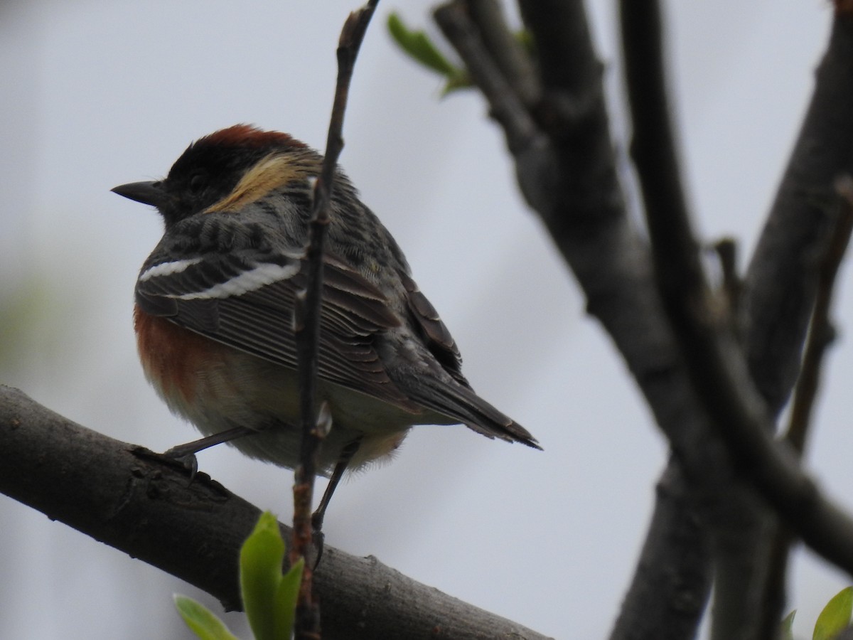 Bay-breasted Warbler - carol villeneuve