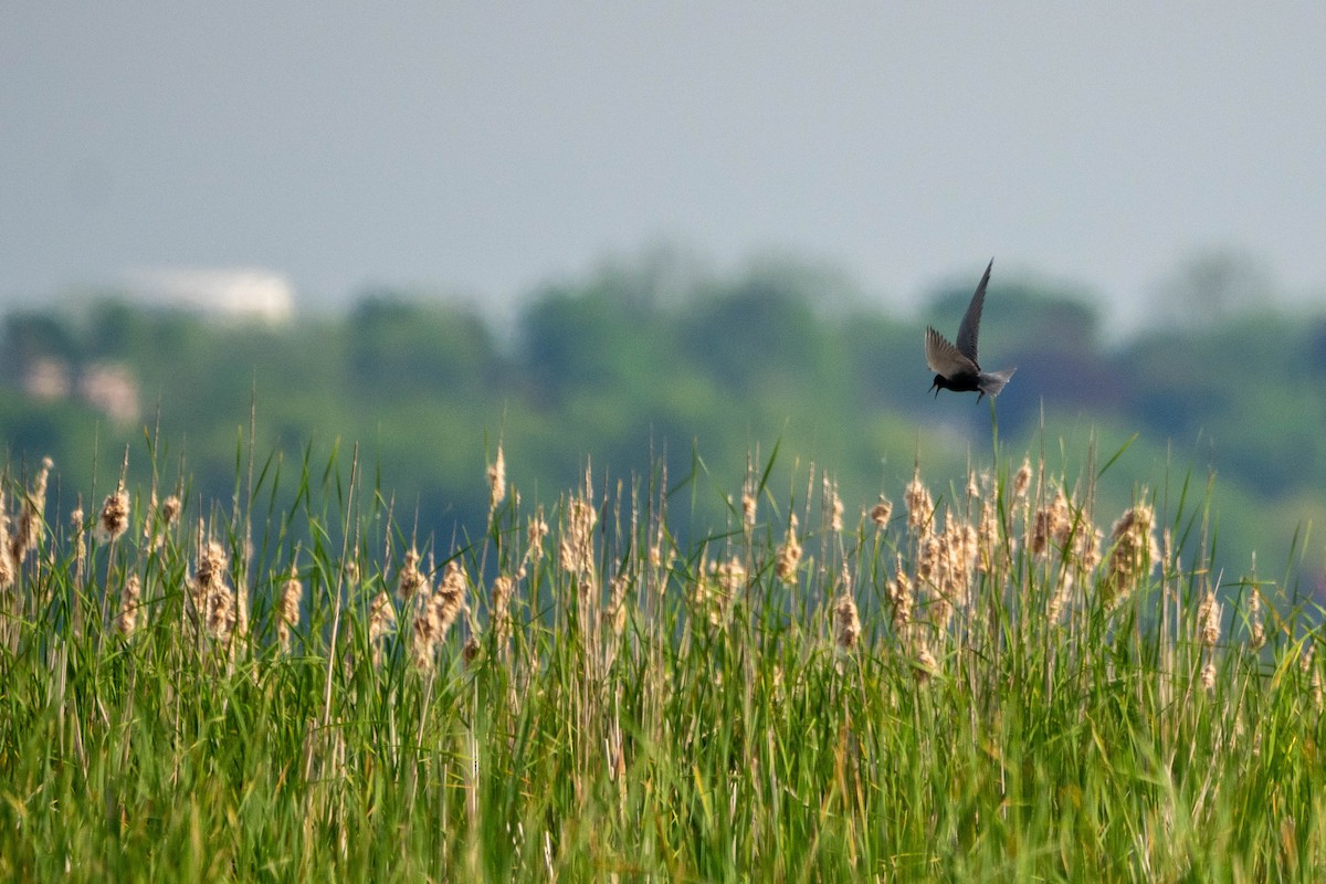 Black Tern - ML619389538