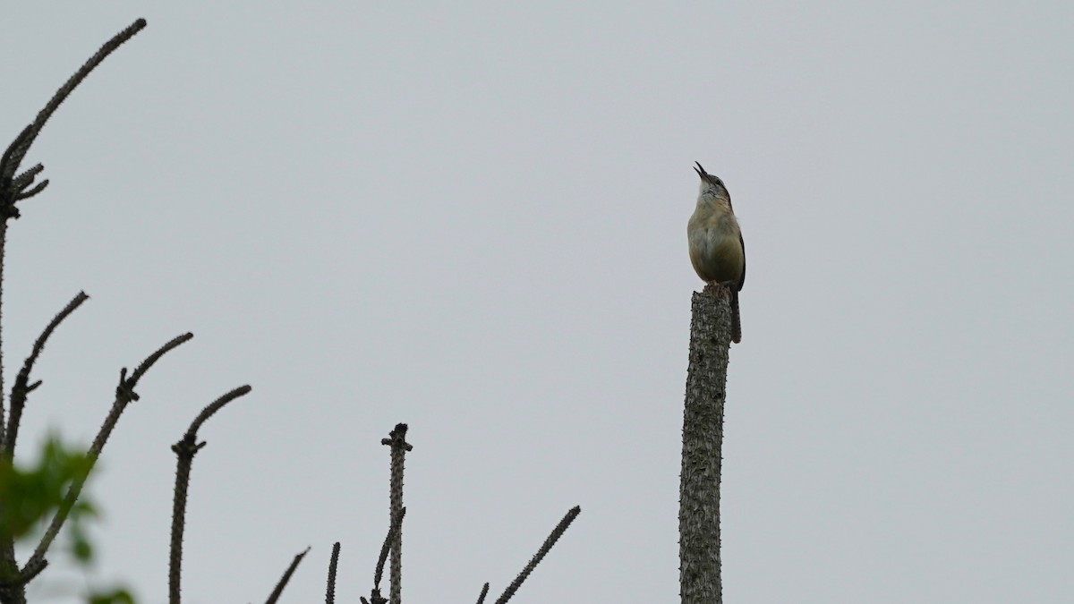 Carolina Wren - Indira Thirkannad