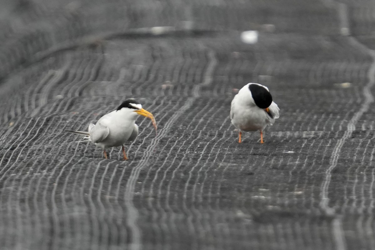 Little Tern - 榮章 周