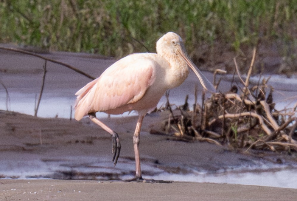 Roseate Spoonbill - Gerhard Josef Bauer