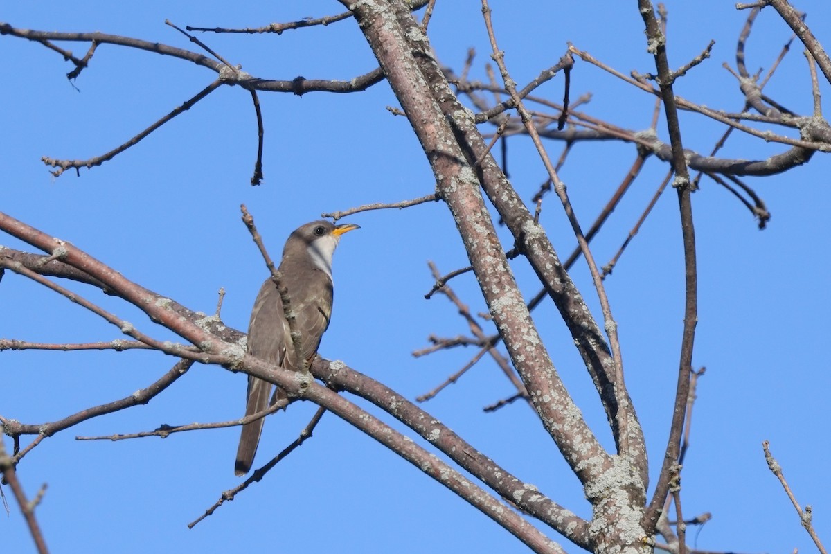 Yellow-billed Cuckoo - Shawn Miller