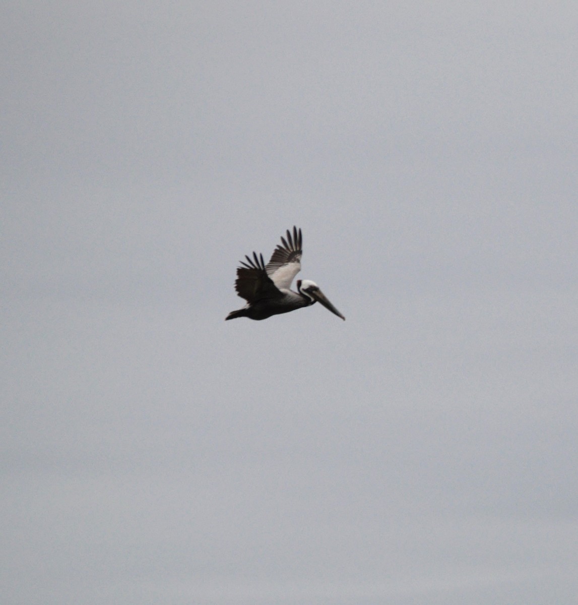 Brown Pelican (Atlantic) - kye jenkins