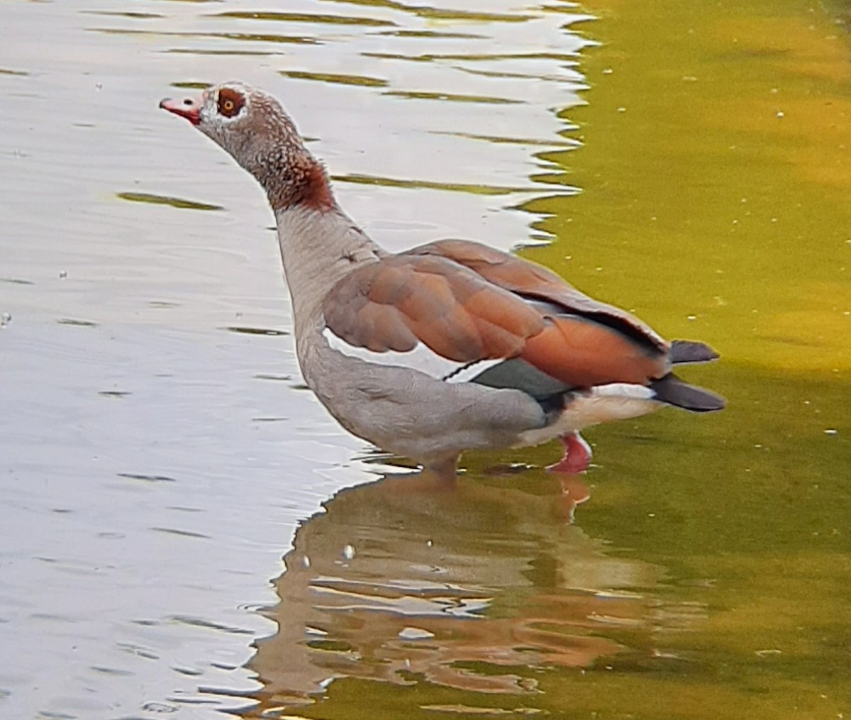 Egyptian Goose - Ángel Luis Neira