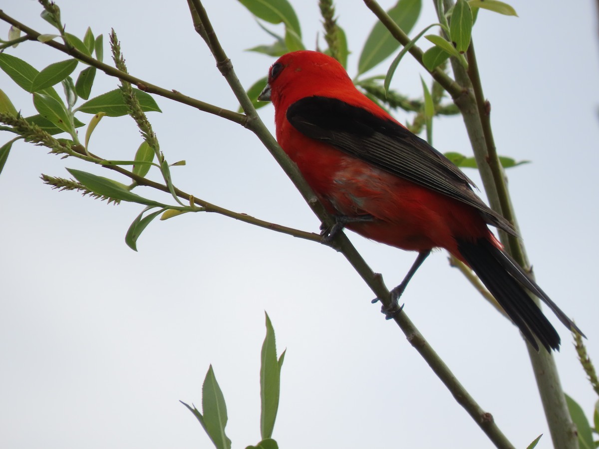 Scarlet Tanager - ML619389584