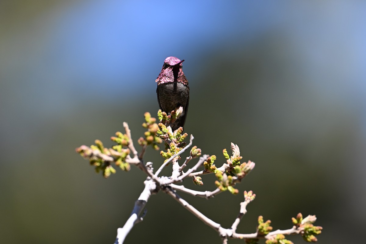 Anna's Hummingbird - ML619389585