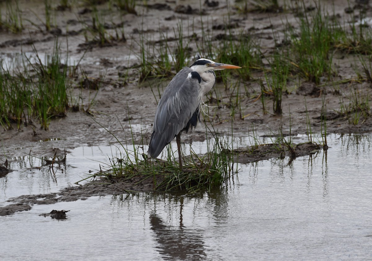 Gray Heron - ML619389588