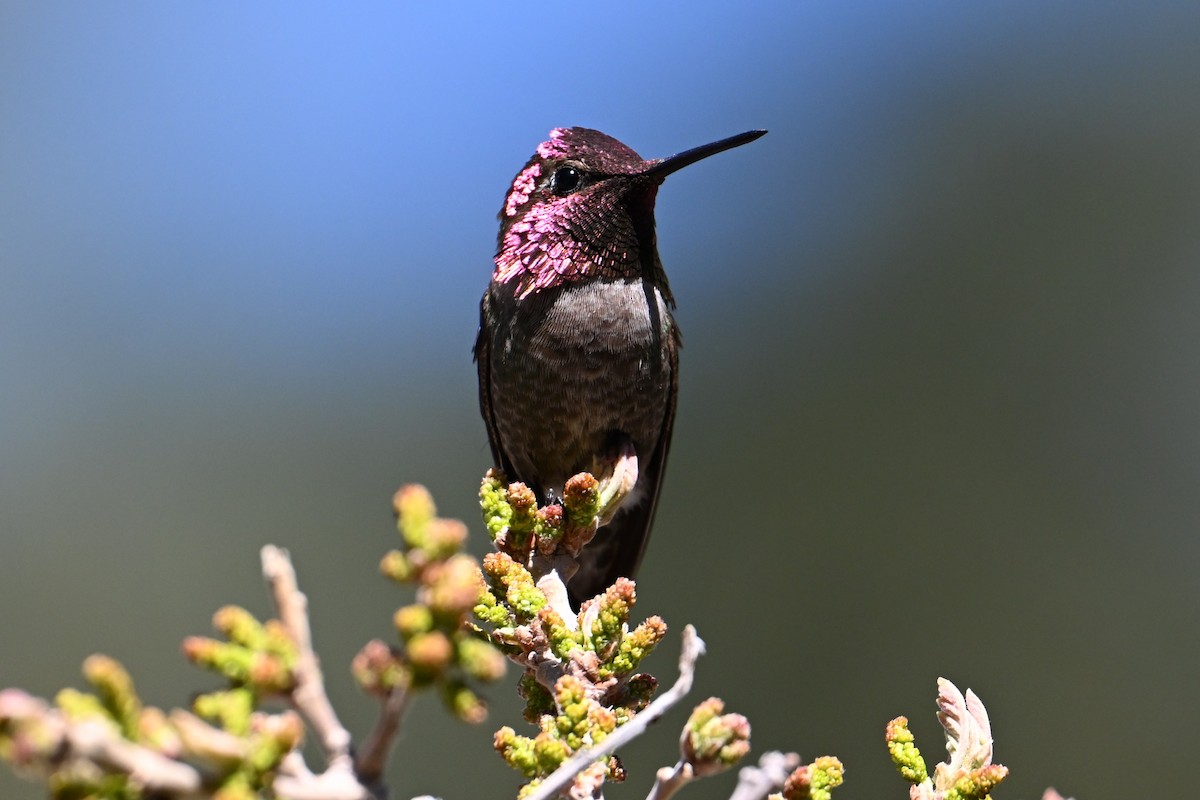 Anna's Hummingbird - ML619389589