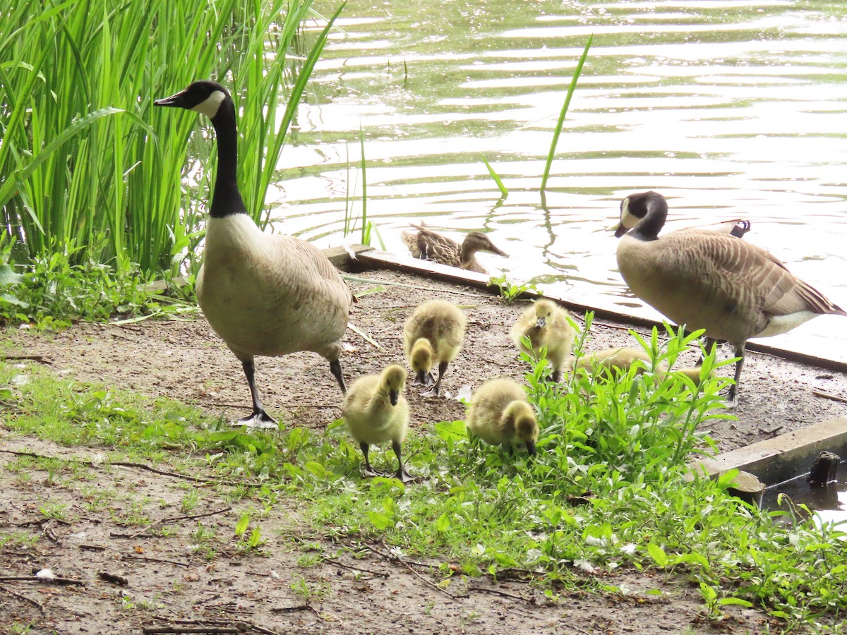 Canada Goose - ML619389593