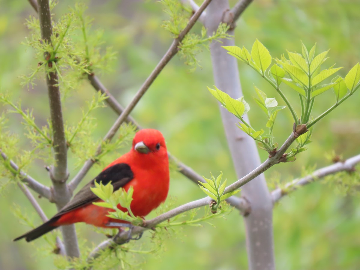 Scarlet Tanager - ML619389597