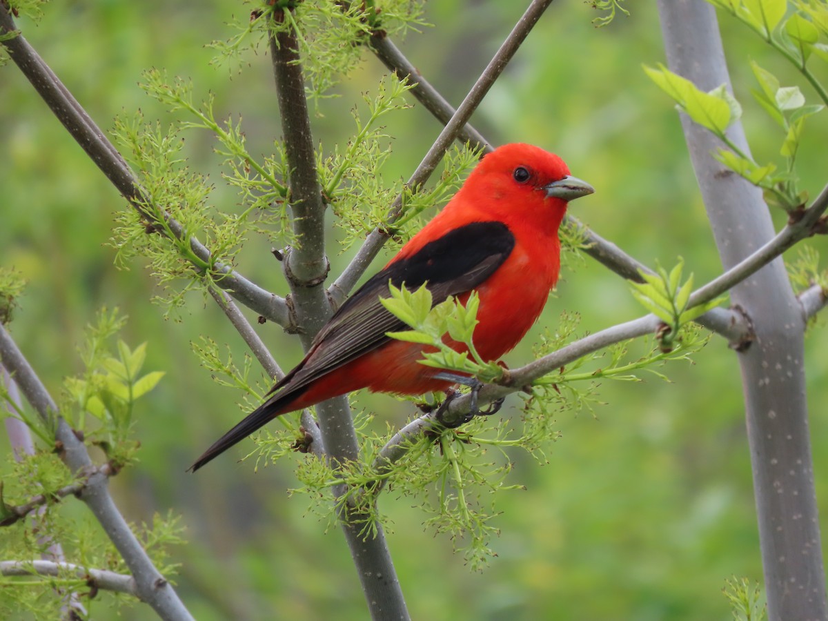 Scarlet Tanager - ML619389600