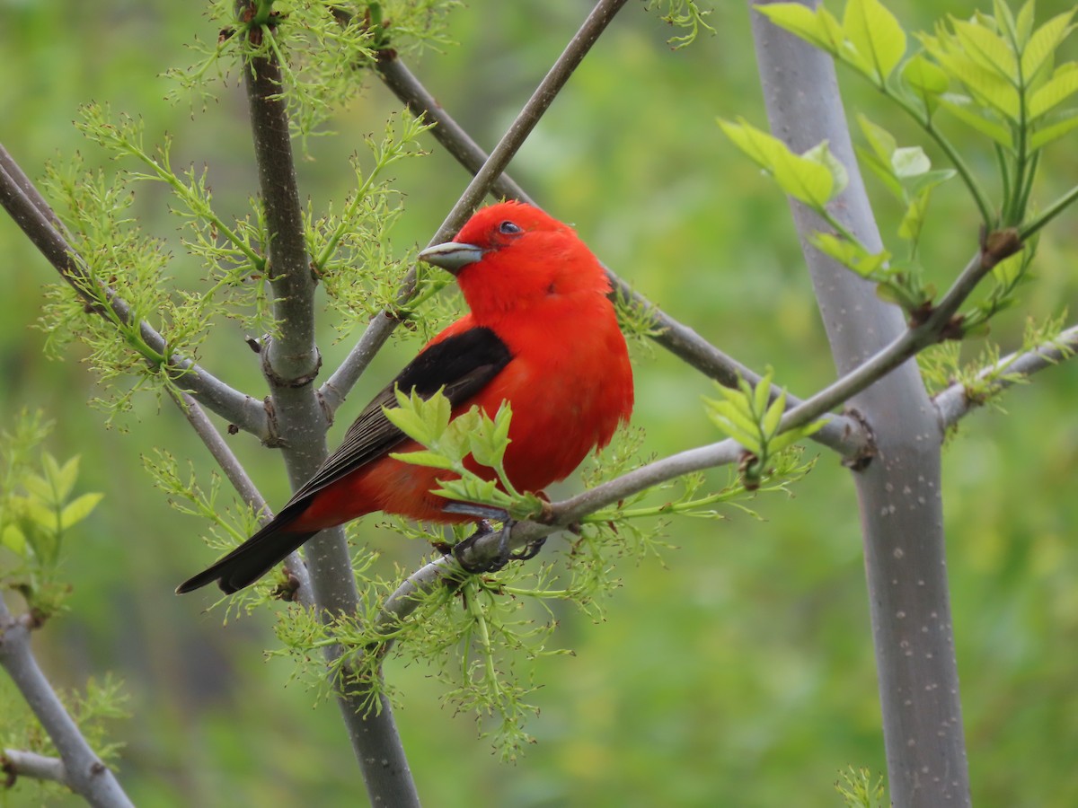 Scarlet Tanager - Kerry Hjertaas