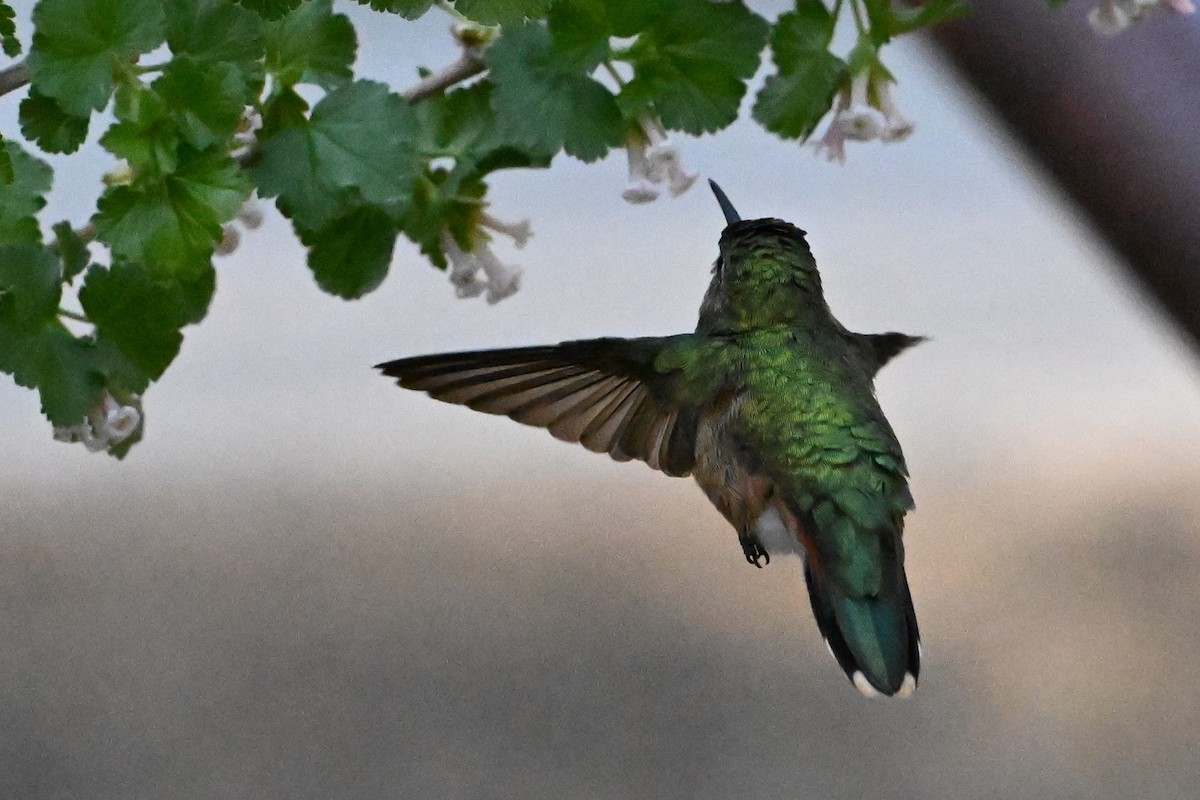 Broad-tailed Hummingbird - S J