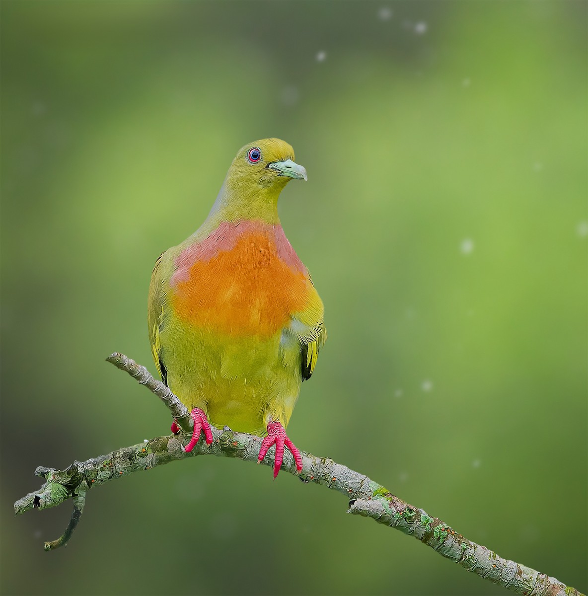 Orange-breasted Green-Pigeon - Rahul Chakraborty