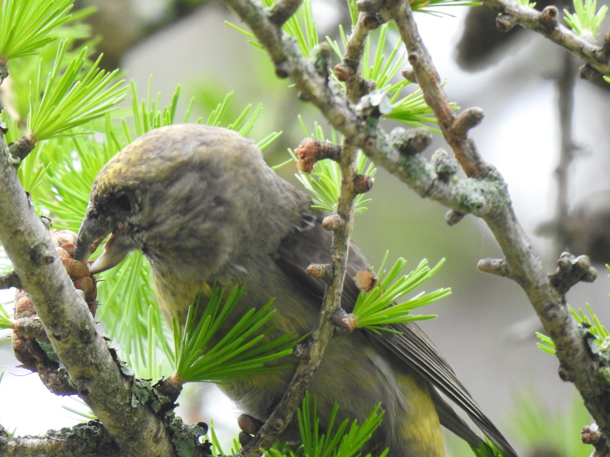 Red Crossbill - carol villeneuve