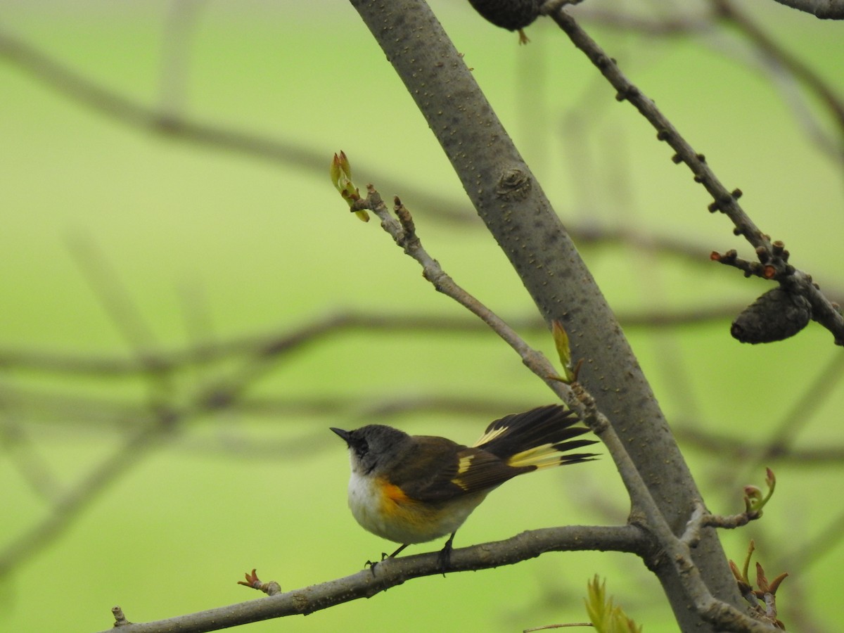 American Redstart - carol villeneuve