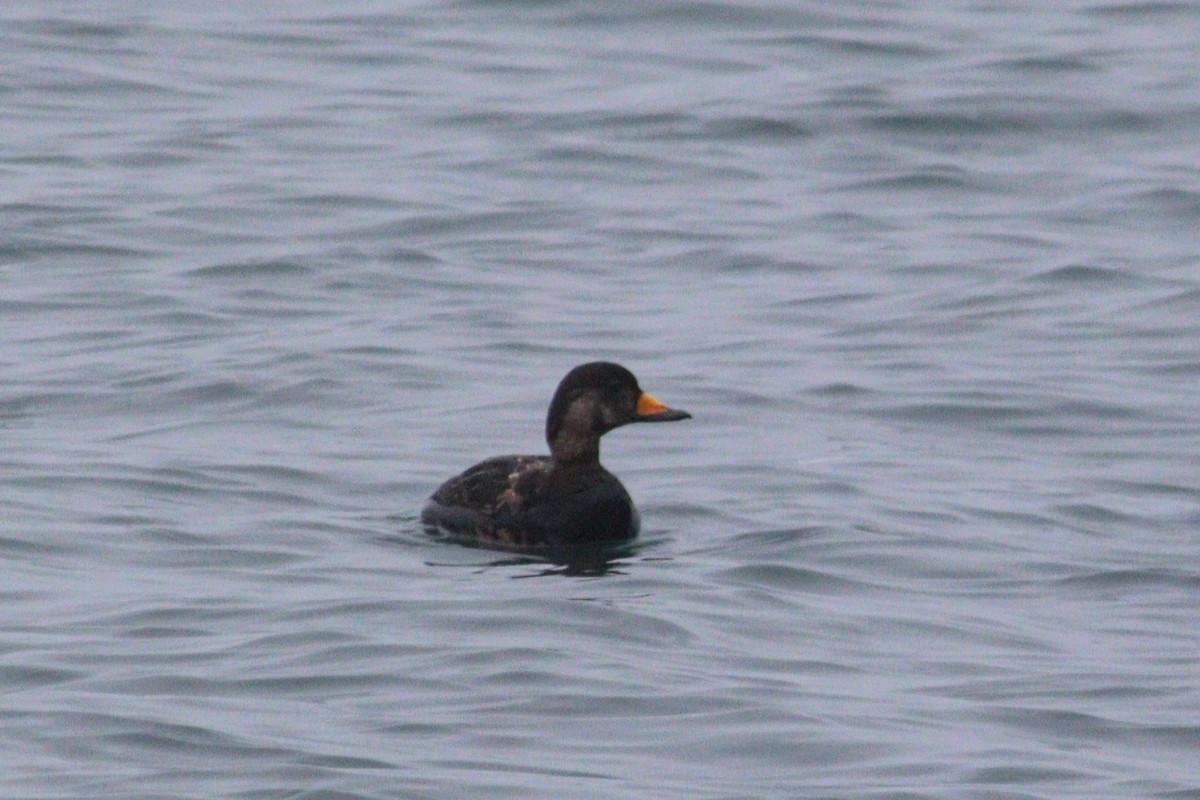 Black Scoter - ML619389631