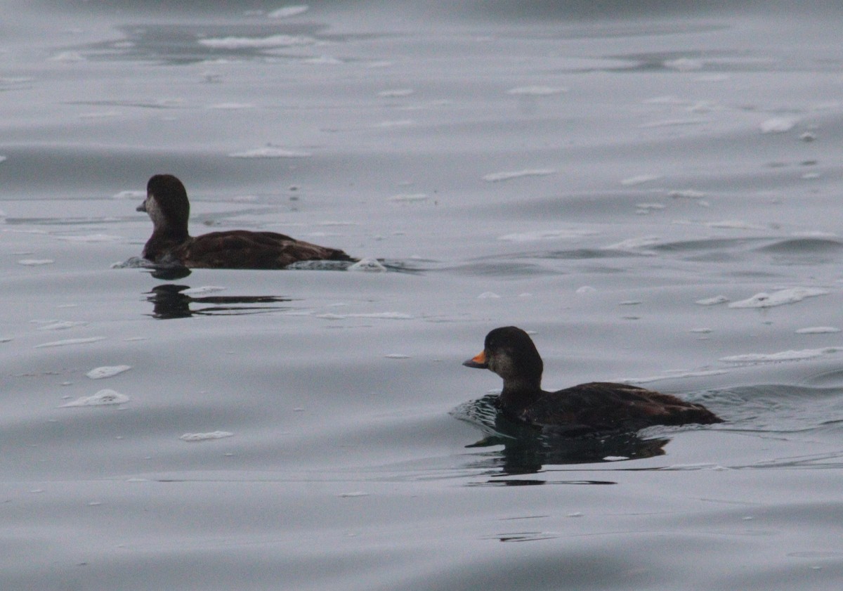 Black Scoter - James Teitgen