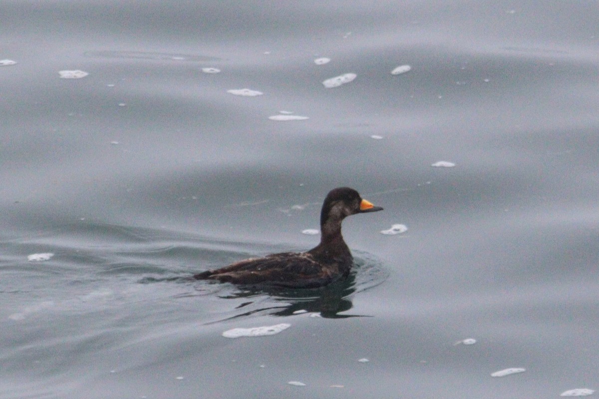 Black Scoter - ML619389633