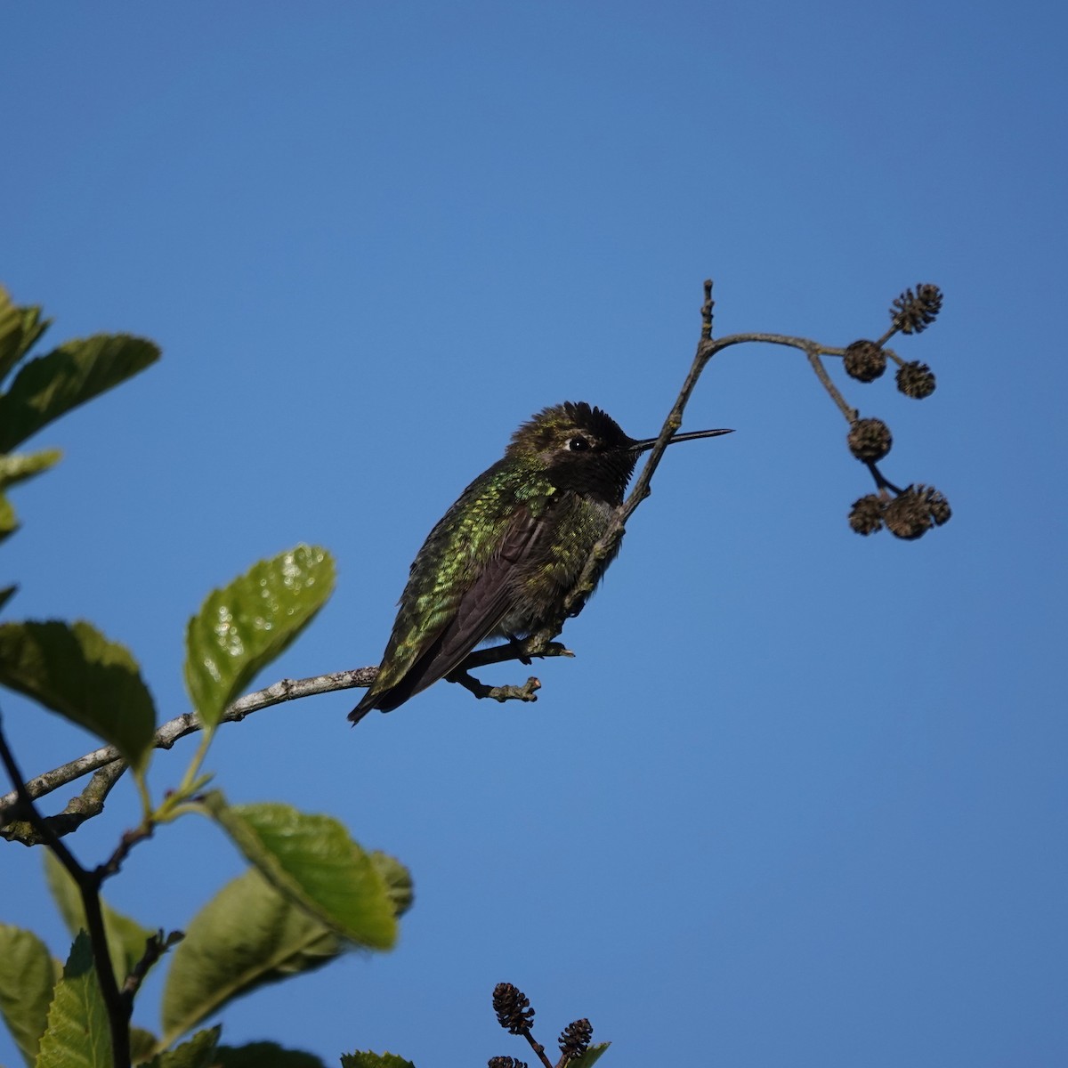 Anna's Hummingbird - George Ho