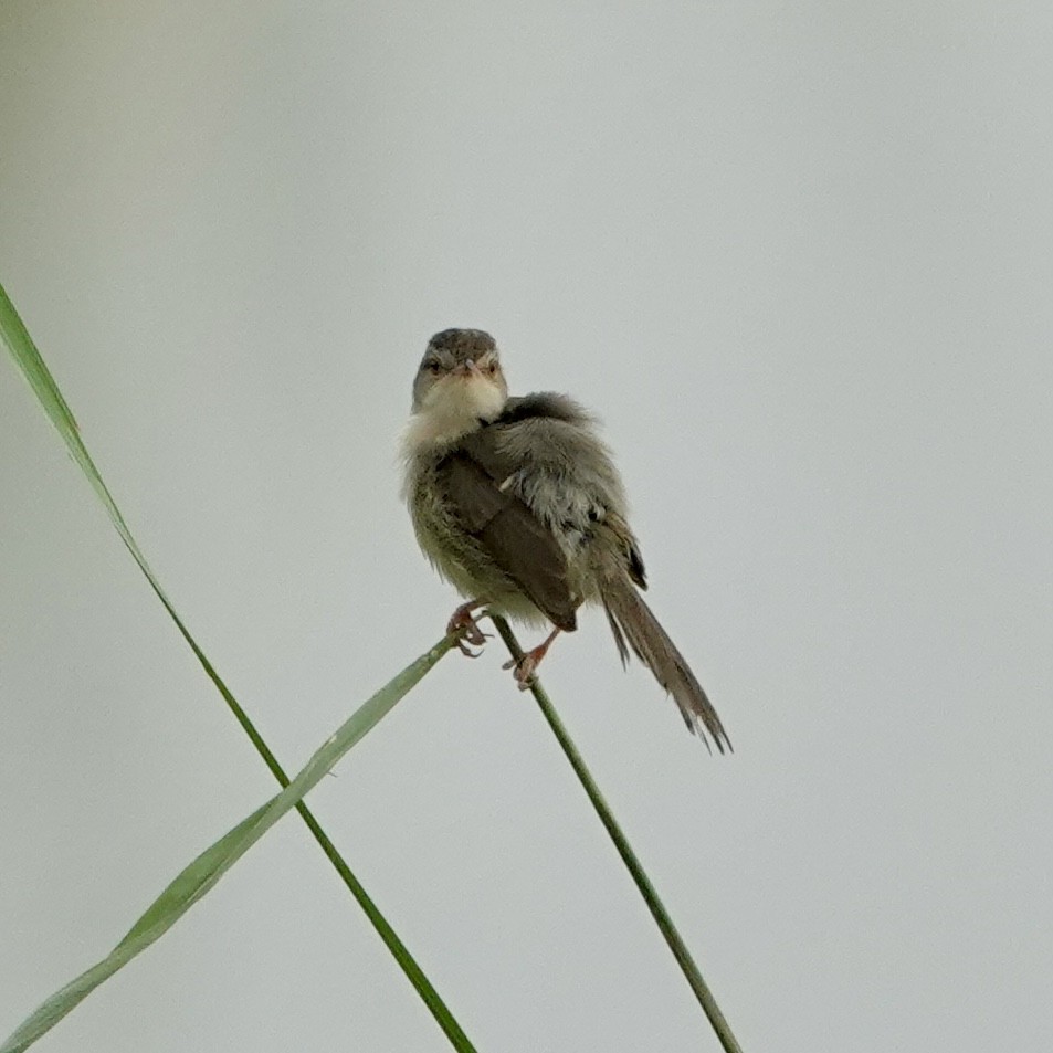 Yellow-bellied Prinia - Daniel Néron