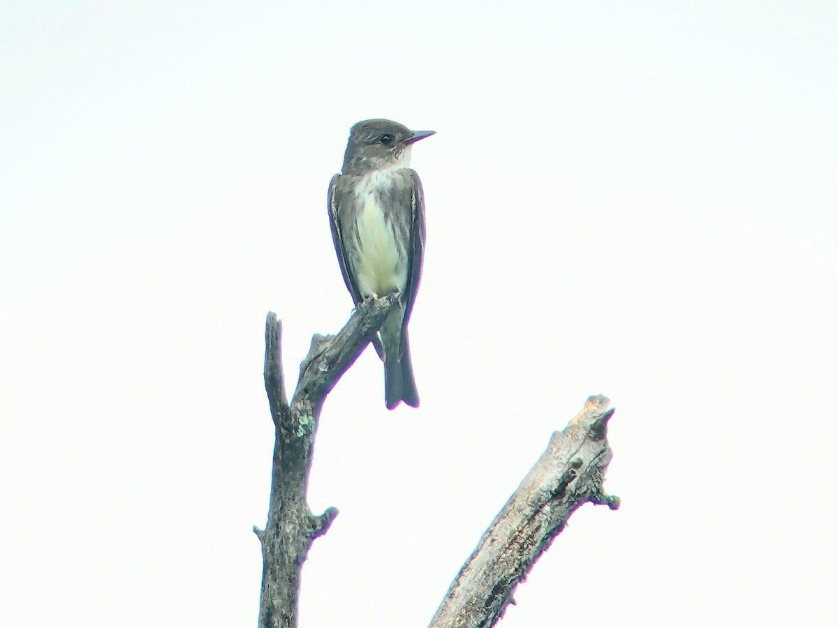 Olive-sided Flycatcher - Jason Hedlund