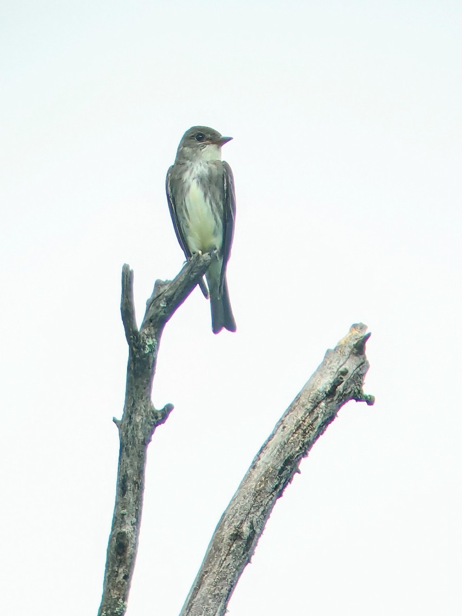 Olive-sided Flycatcher - Jason Hedlund