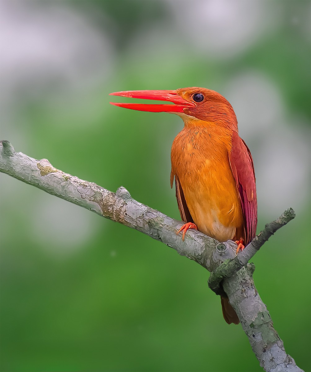Ruddy Kingfisher - Rahul Chakraborty