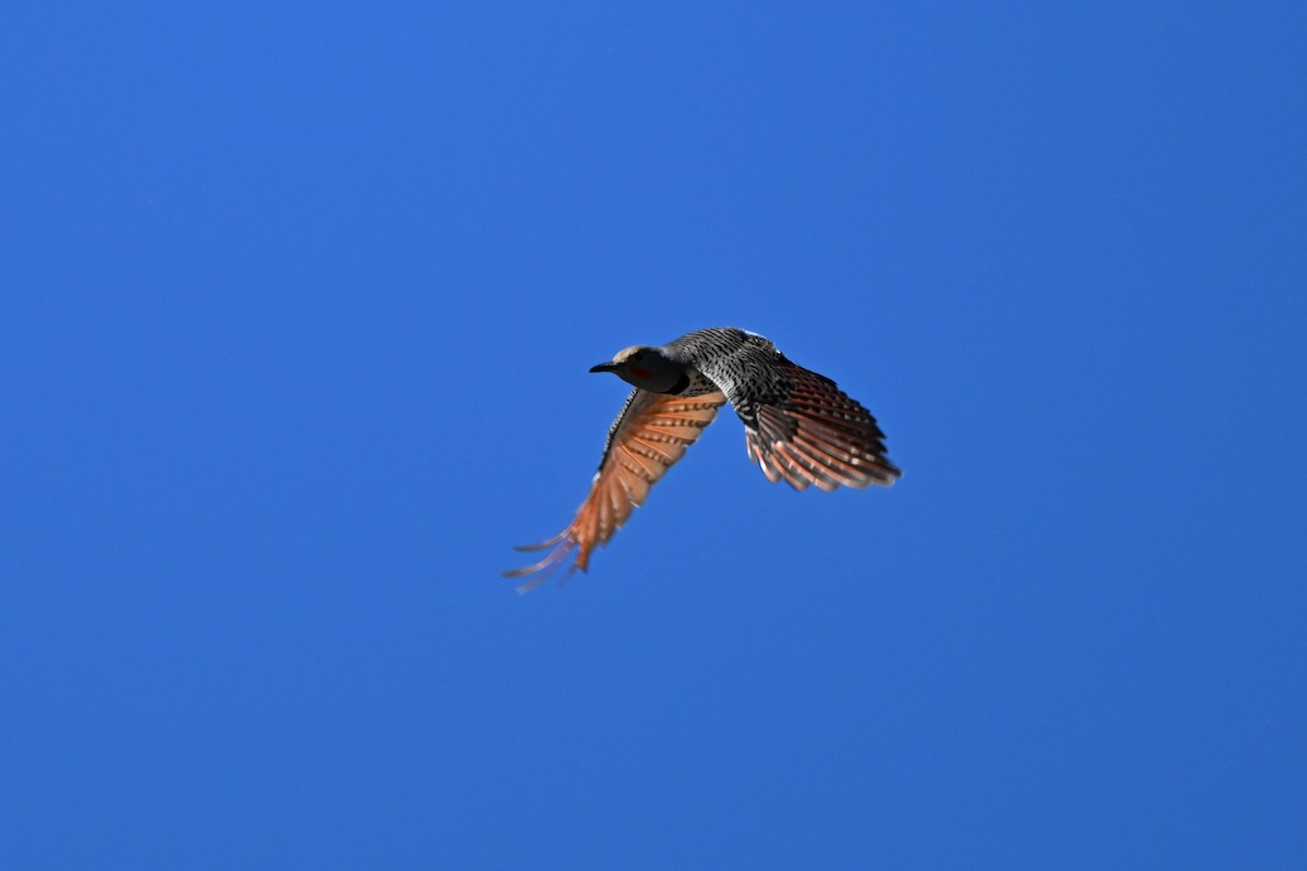 Northern Flicker (Red-shafted) - S J