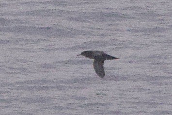 Sooty Shearwater - John Bruin