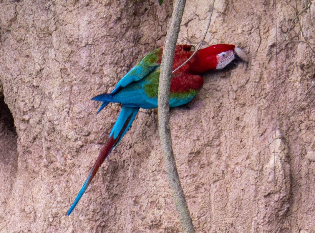 Red-and-green Macaw - ML619389695