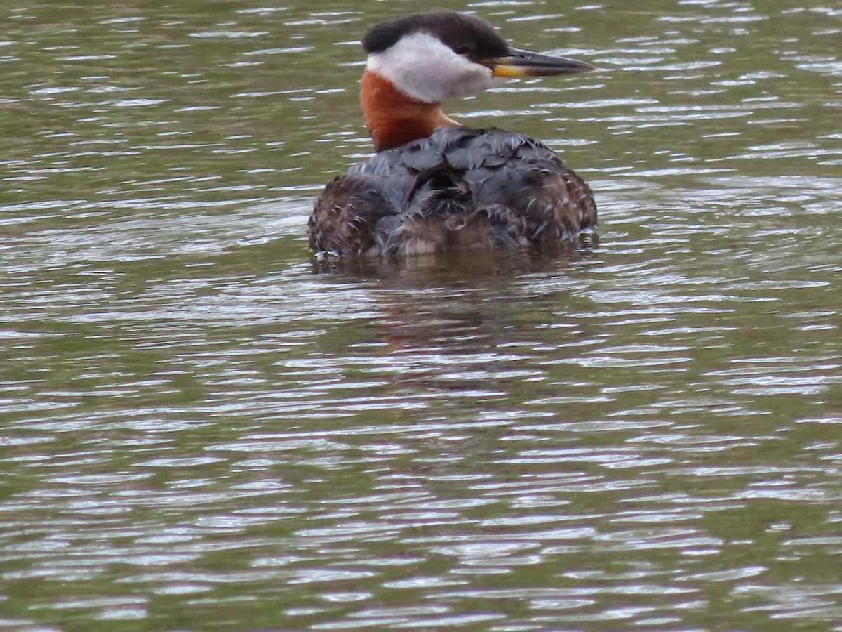 Red-necked Grebe - ML619389697
