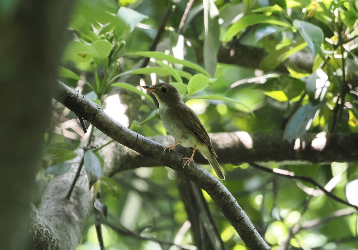 Brown-chested Jungle Flycatcher - Zheyuan Jiang